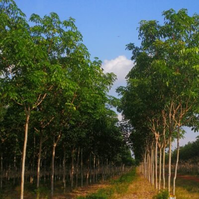 caso de éxito - caucho velzagro - fertilizantes líquidos