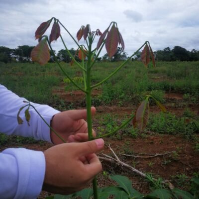 caso de éxito - caucho velzagro - fertilizantes líquidos