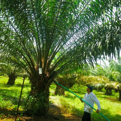 palma_agricultor_fertilizantes_liquidos
