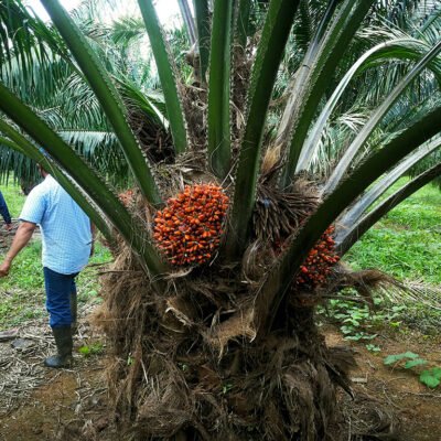 palma_agricultor_humagro