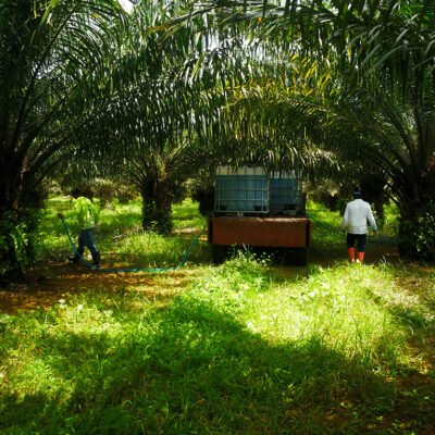 palma_agricultor_humagro2