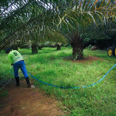 palma_agricultor_velzagro