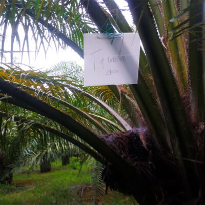 palma_agricultor_velzagro33