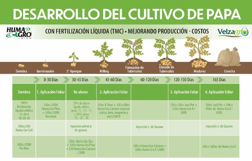 fertilizacion-de-papa-velzagro